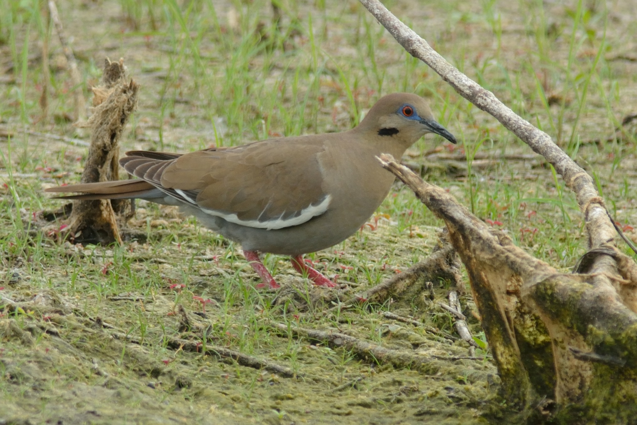 Witvleugeltreurduif (Zenaida asiatica)